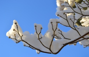 Frozen Branch, photo Susan Katz Miller
